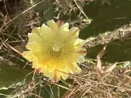A cactus flower