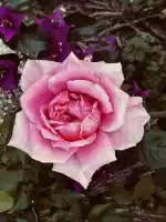 A rose