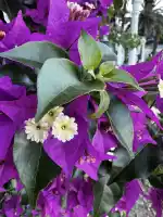Colourful flowers