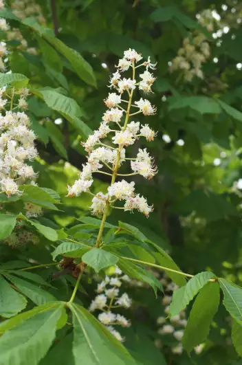 Chestnuts are blooming