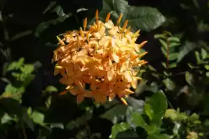 Flower11
