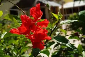 Flower2