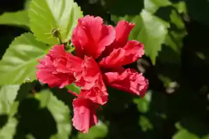 Flower3