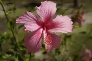 Flower4