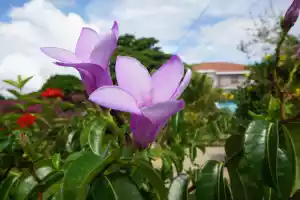 Flower5