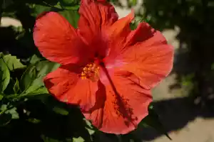 Flower6