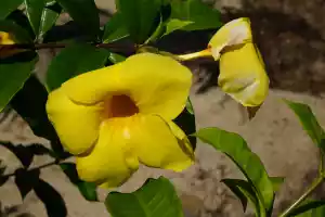 Flower7