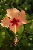 Flower9