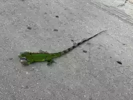 Iguana crossing a street