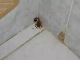 Surprise guest in our bathroom in Salta