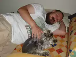 There is no siesta in Brasilia, except for dogs and Finns