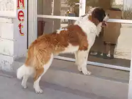 Villazon is full of nice dogs