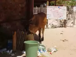 Trash-eating cow