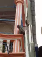 More city monkies