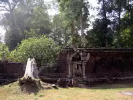 Ancient tree stump