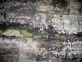 Mold covering carvings