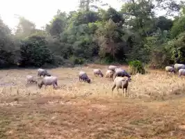 A herd of water buffalos