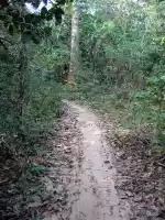 Jungle trail