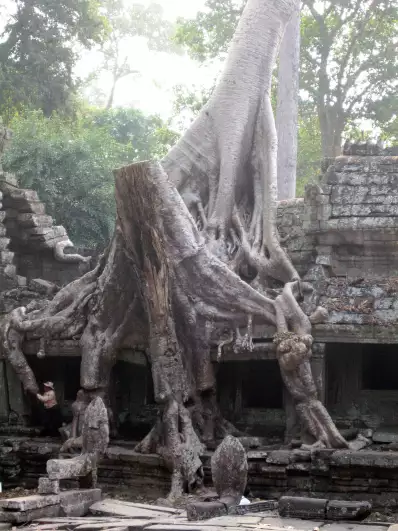 Trees of Preah Khan