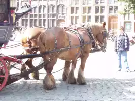 Horse ride available in Antwerpen, Belgium Horse ride available in Antwerpen, Belgium