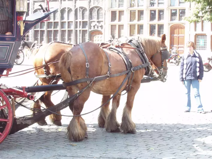 Horse ride available in Antwerpen, Belgium