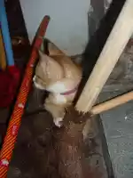 Kitten playing with a broom