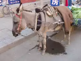 Another donkey with carriage