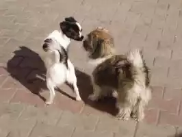 Chinese doggies, much more alive than the Vietnamese ones