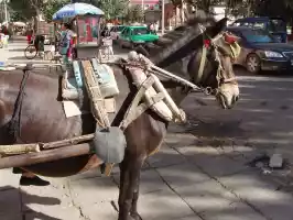 Donkeyhote, not Don Quijote