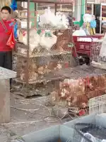 Poultry for sale