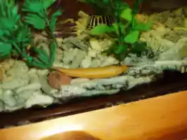 This fish didnt feel well in the pizza buffets aquarium