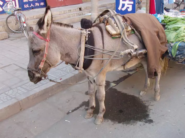 Another donkey with carriage