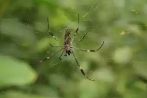Spider in the jungle