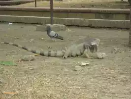 These creatures were running freely in a park in the middle of the city