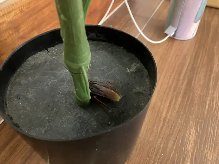 Negligent Santeri stepped on and hurt him bad