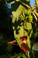Banana flower