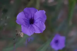 Blue flower