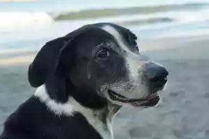 Our beach bum dog Jäbä