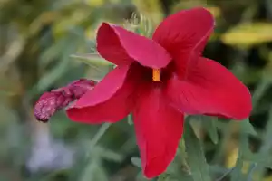 Red flower