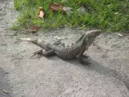 Cute lizard