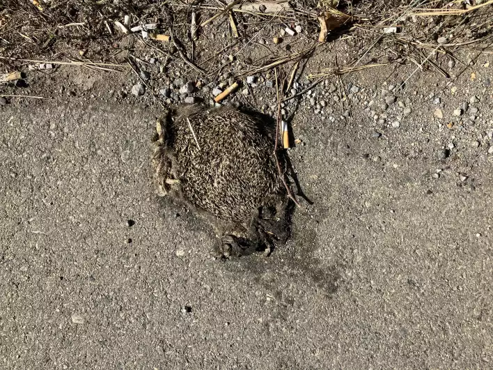 A hedgehog had a road accident