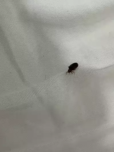 booking.com bedbug safari in Central Apartment Next To The Beachfront