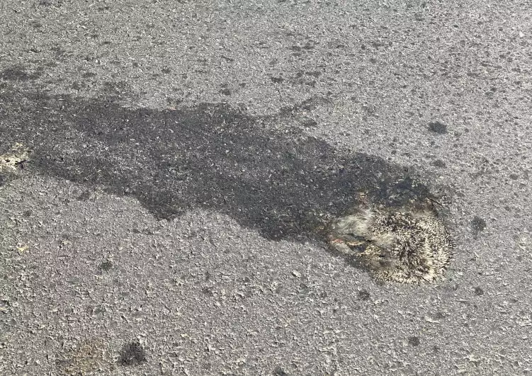 Cars are murdering animals in Crete