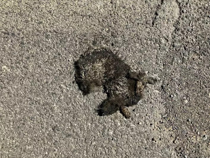These are not accidents, there are roadkilled hedgehogs everywhere