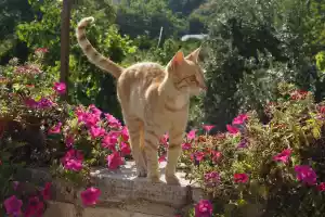 Our cat friend Satchi