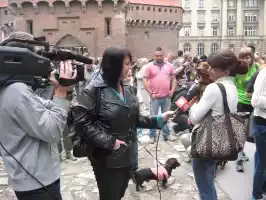 Animal crulety in Krakow -  dachshund costume party