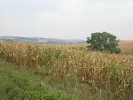 Corn fields
