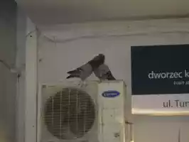 Pidgeons in Warsaw