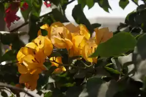 More flowers