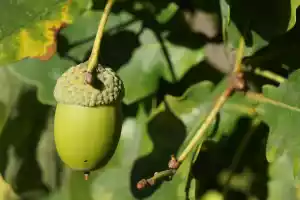 An acorn